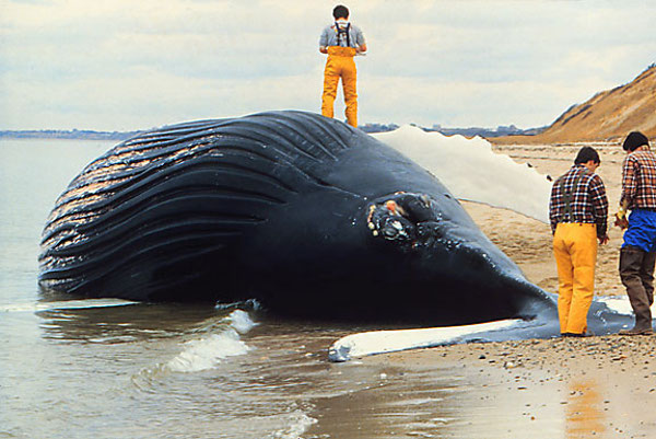Dead whale from an algal bloom. Credit National Oceanic and Atmospheric Administration.
