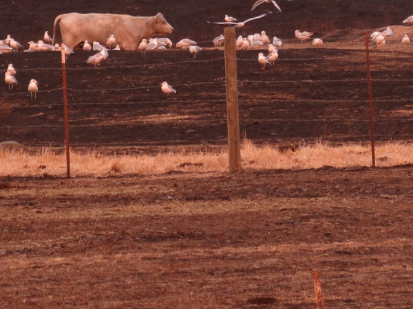 Cattle roam the charred grazing land at the San Pablo Bay NWR. Credit Don Brubaker, U.S FWS.